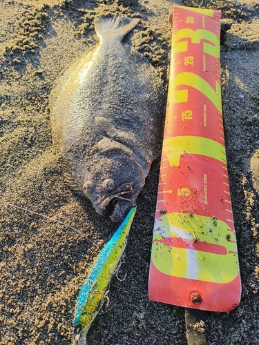 ヒラメの釣果