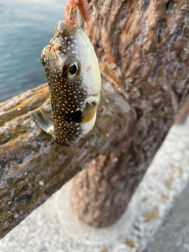 クサフグの釣果