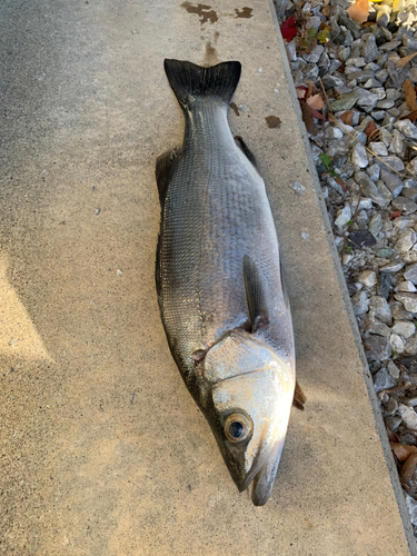 ヒラスズキの釣果