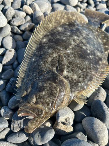 ヒラメの釣果