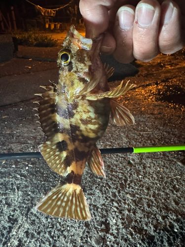 カサゴの釣果