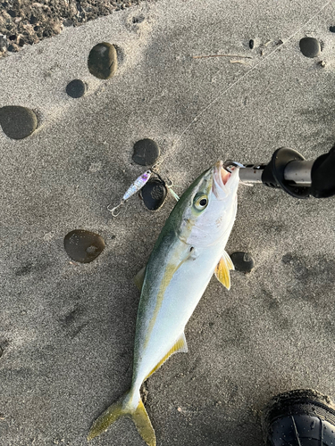 イナダの釣果