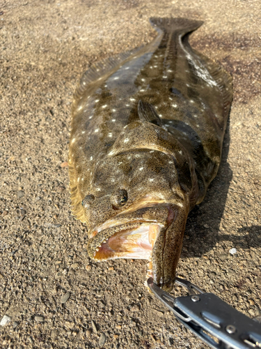 ヒラメの釣果