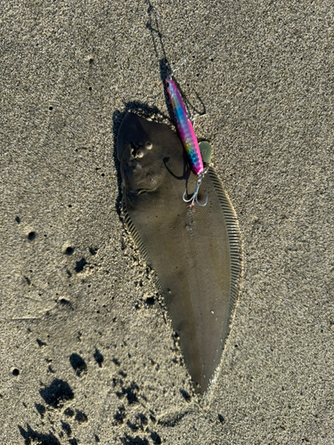 シタビラメの釣果