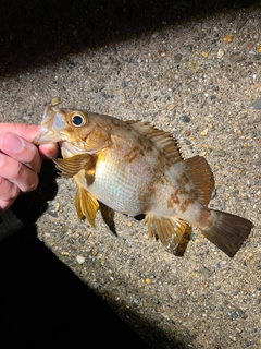 メバルの釣果