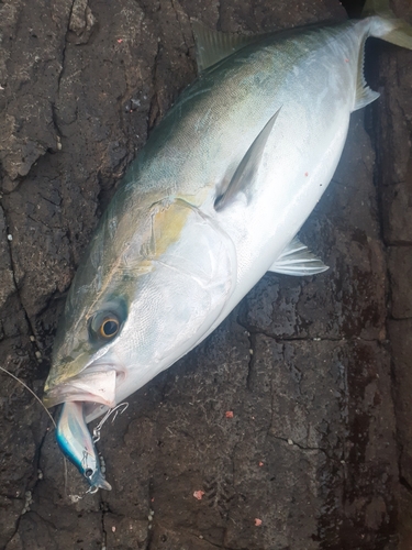 ブリの釣果