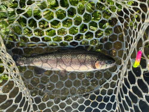 ニジマスの釣果