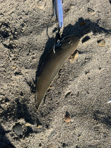 シタビラメの釣果