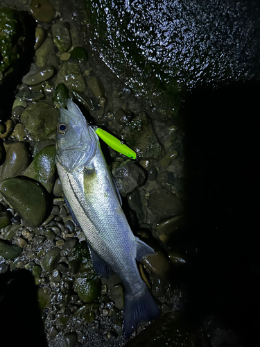 セイゴ（ヒラスズキ）の釣果