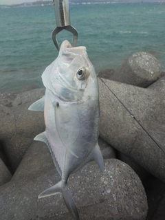 ロウニンアジの釣果