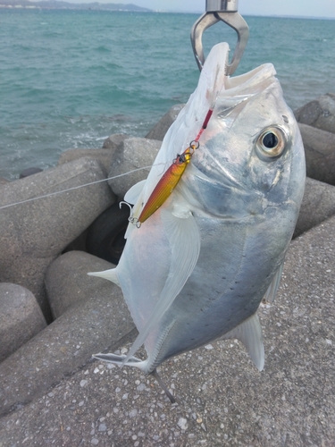 ロウニンアジの釣果