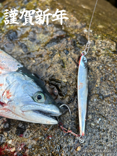 サクラマスの釣果