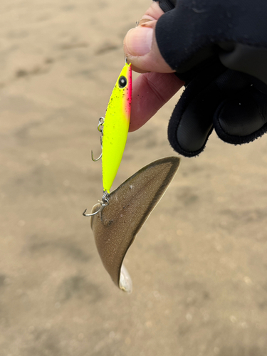 シタビラメの釣果