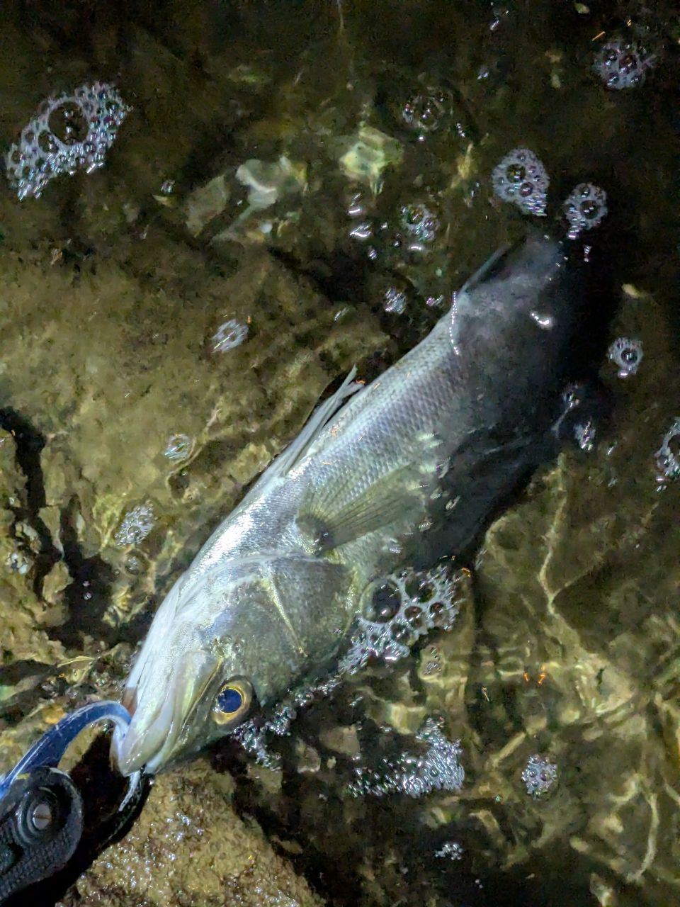 フッコ（マルスズキ）