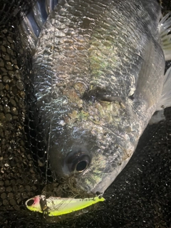 キビレの釣果