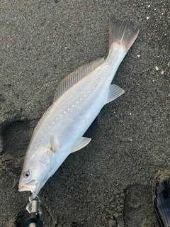 オオニベの釣果