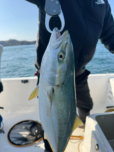 ヤズの釣果