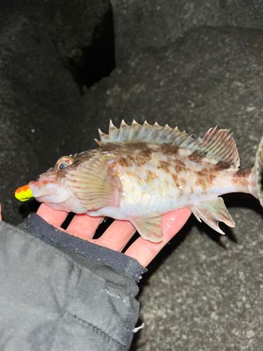 カサゴの釣果