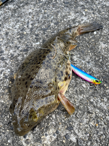 ショウサイフグの釣果