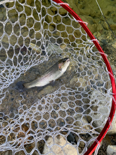 ニジマスの釣果