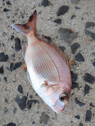 マダイの釣果