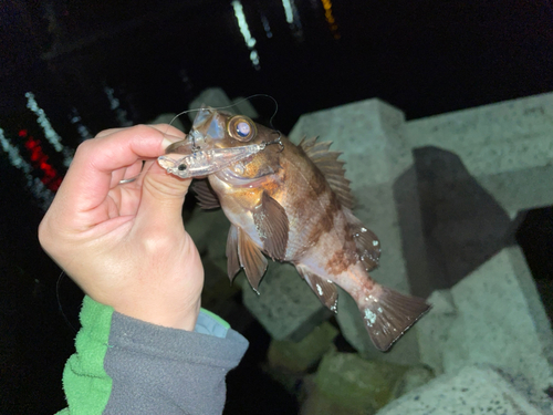 クロメバルの釣果