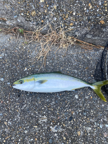 ハマチの釣果