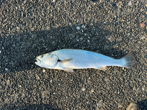 ニベの釣果