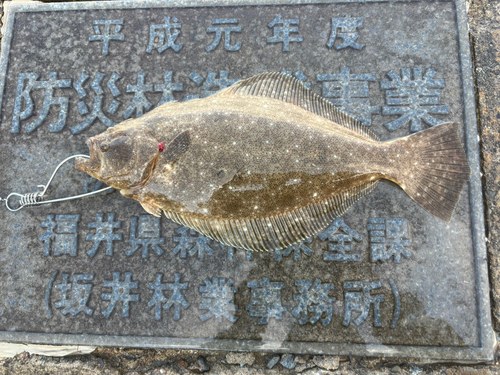 ヒラメの釣果