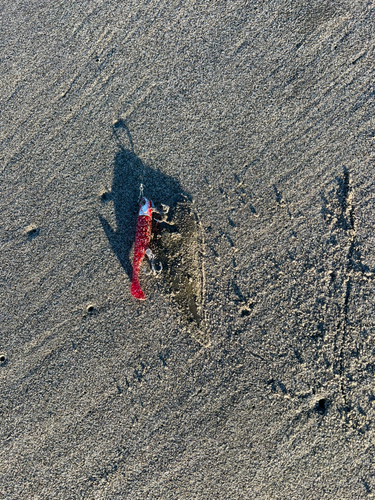 シタビラメの釣果