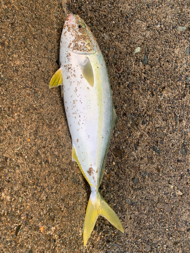 ハマチの釣果