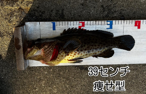 チャイロマルハタの釣果