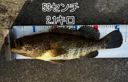 チャイロマルハタの釣果