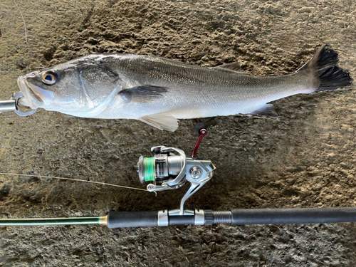 スズキの釣果