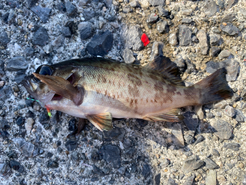 クロメバルの釣果