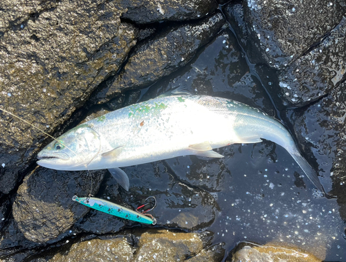 サクラマスの釣果