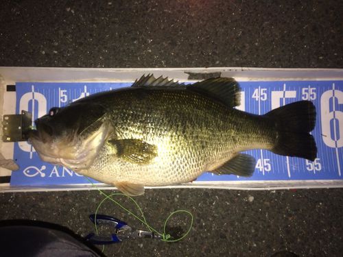 ブラックバスの釣果