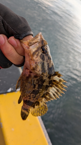 アラカブの釣果