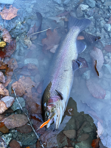 ニジマスの釣果