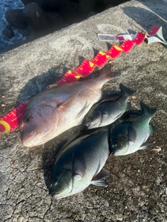 マダイの釣果