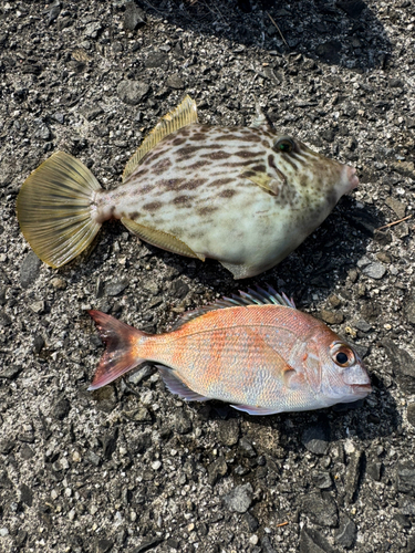 カワハギの釣果