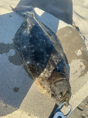 ヒラメの釣果