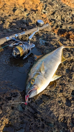 ヒラマサの釣果