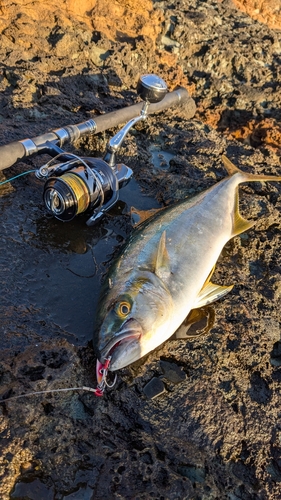 ヒラマサの釣果