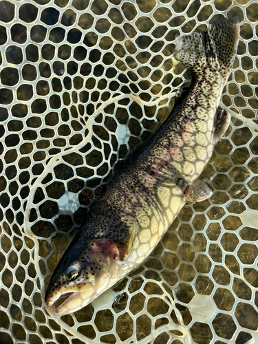 ニジマスの釣果