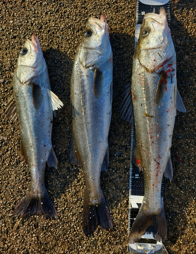 フッコ（マルスズキ）の釣果