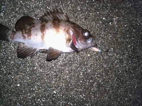 メバルの釣果