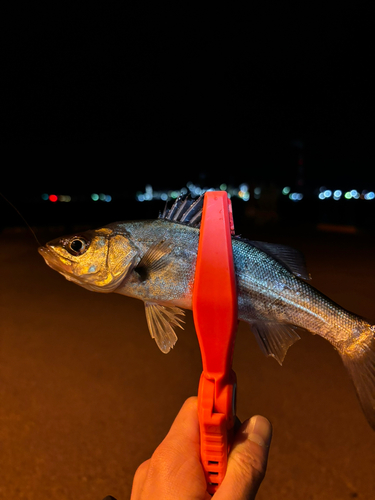 セイゴ（マルスズキ）の釣果