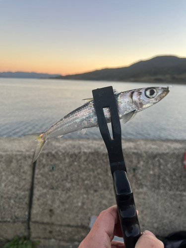 ウルメイワシの釣果