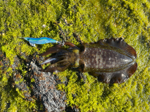 アオリイカの釣果